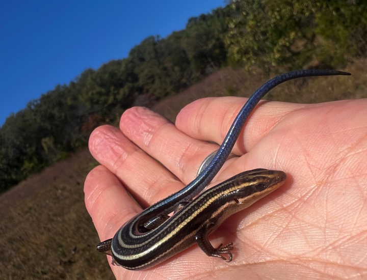Skink